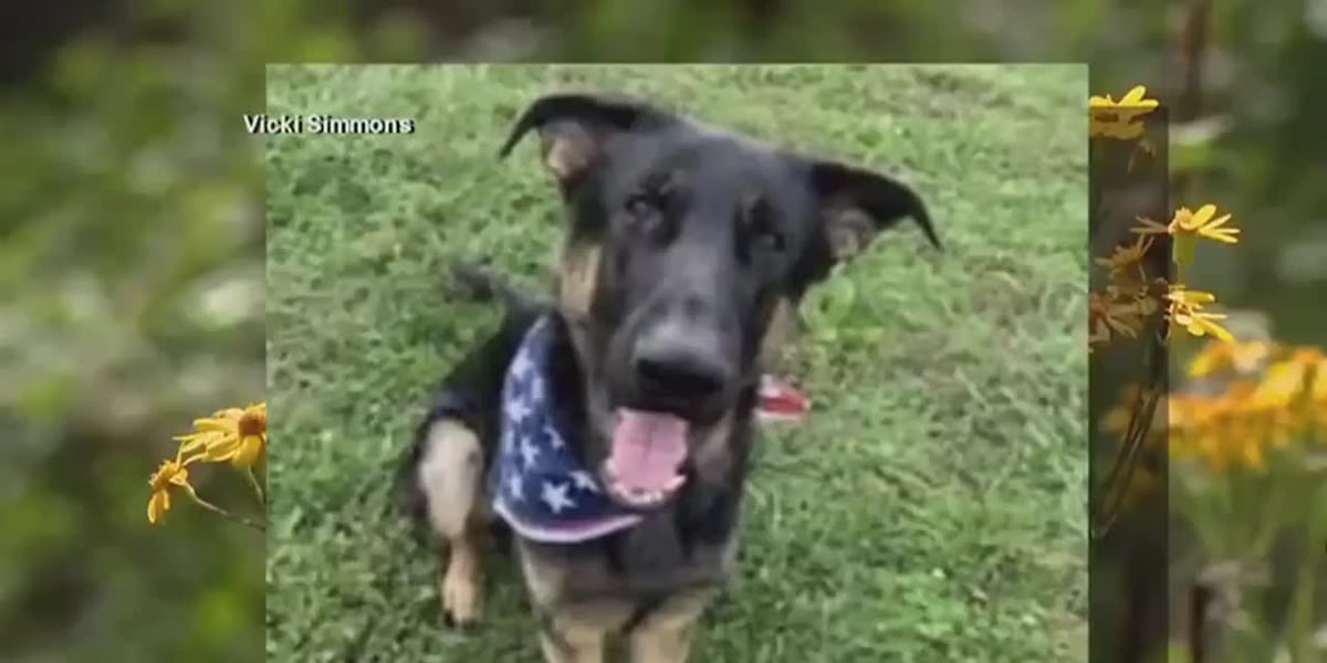 www.wdbj7.com