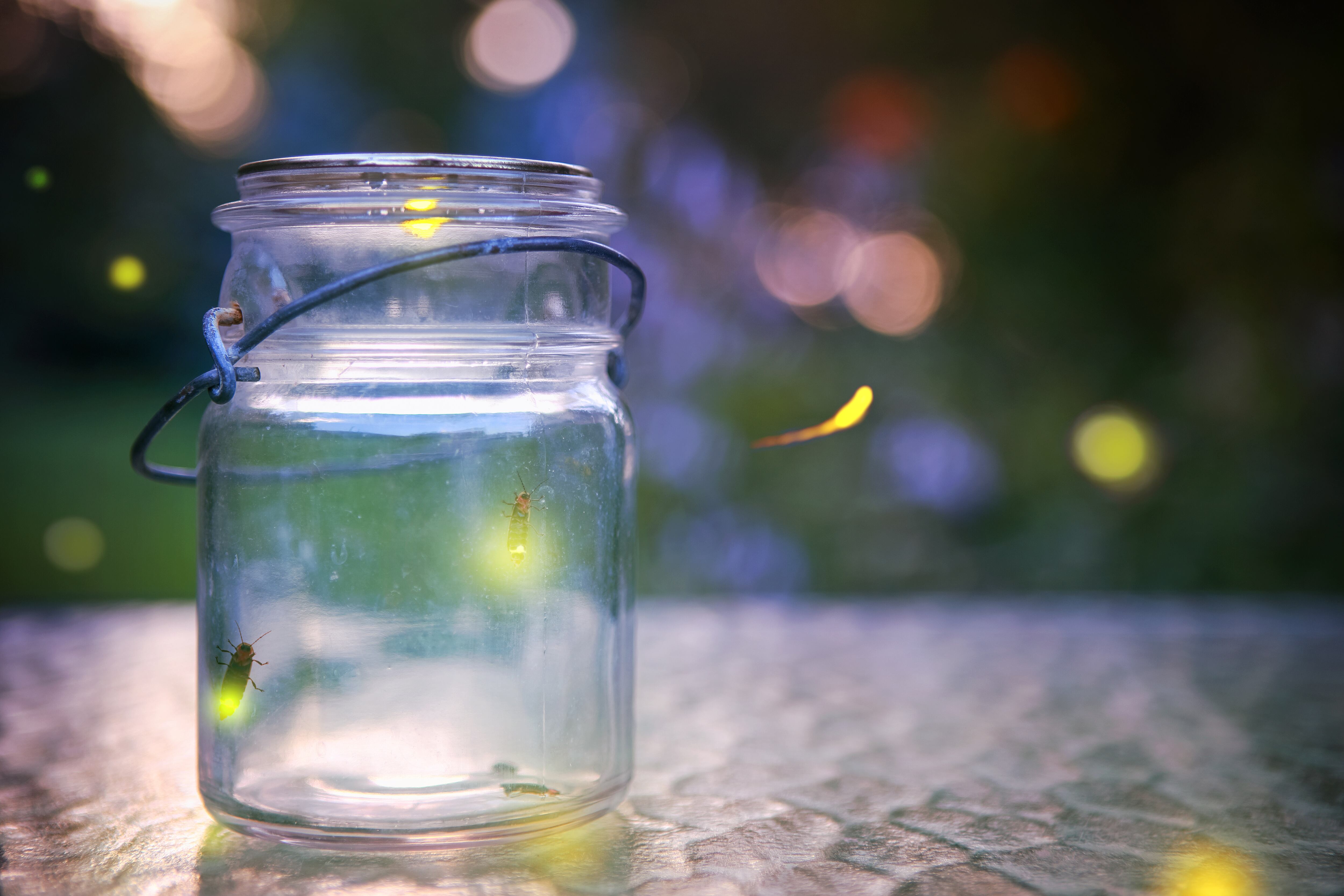 Entomologist addresses decline in fireflies - Vimarsana News