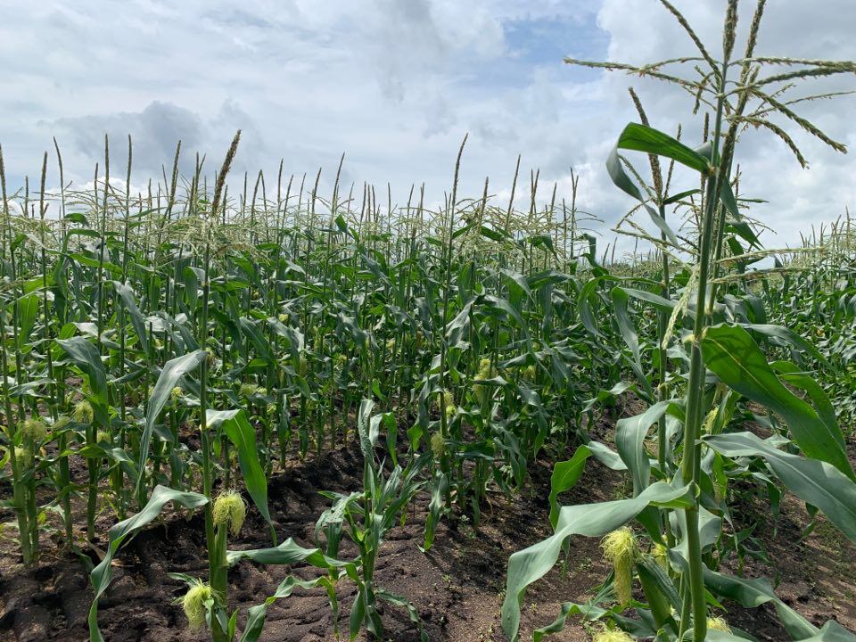 Fincel's Sweet Corn will not have its famous sweet corn available at stands until after the...