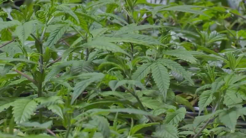 On July 1st, adults 21 and older in Virginia will legally be allowed to possess up to an ounce...