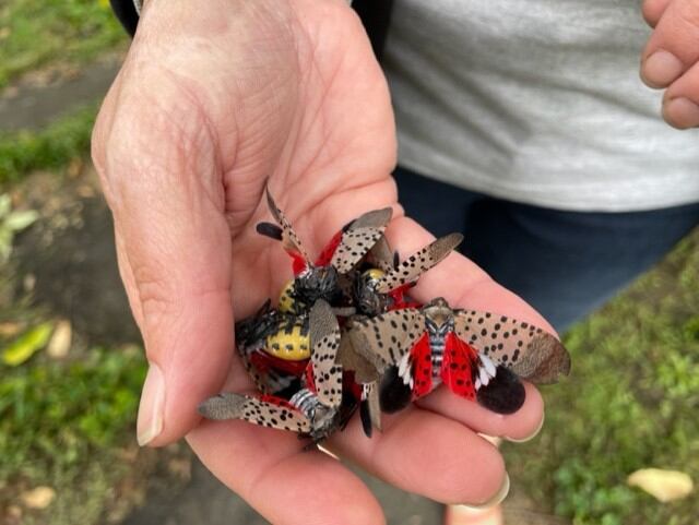 Experts urge people to kill spotted lanternflies, as such areas as Lynchburg see increased numbers - Vimarsana News