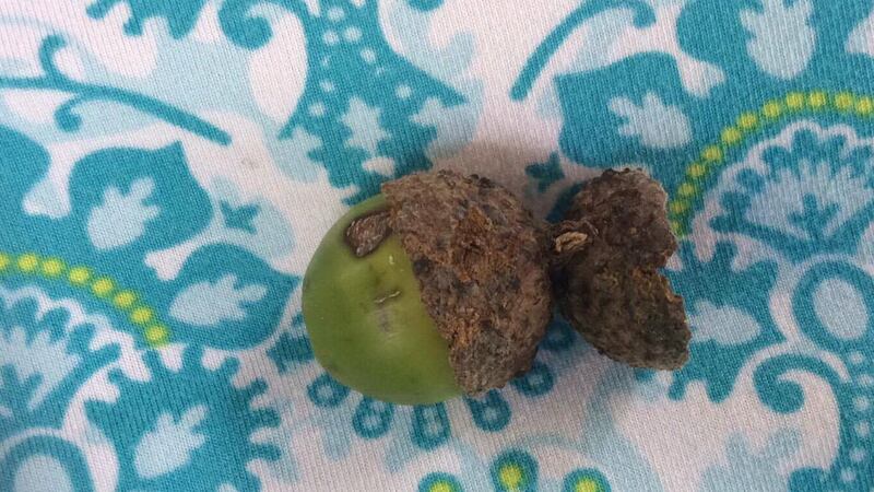 One of hundreds of premature acorns that have fallen from Rhonda Mills' oak trees in...
