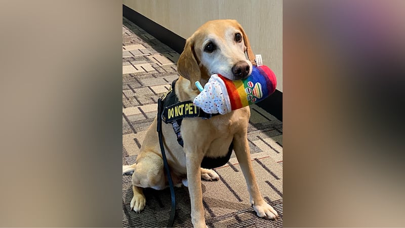 Eebbers, an 11-year-old explosive detection canine who works at a Minnesota airport, was voted...