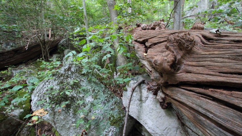 Chestnut Ridge Natural Area Preserve